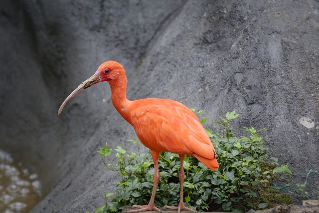 世界海拔最高的野生動物園：生態旅游標桿