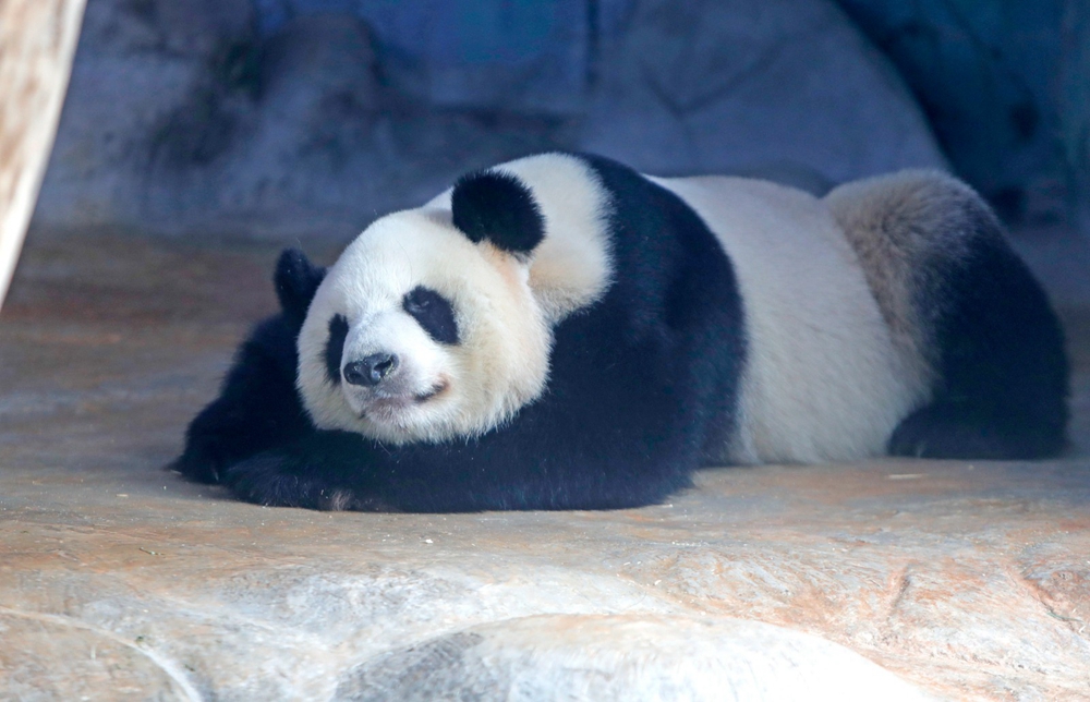 國際珍稀動物保護日丨2024年國際珍稀動物保護日宣傳活動丨 人人有責(圖1)