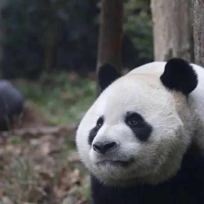 國際珍稀動物保護日｜貴陽這些珍稀動物你認識嗎？(圖2)