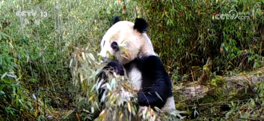 跟著國寶看美麗中國 環境改善珍稀野生小動物種群壯大(圖1)