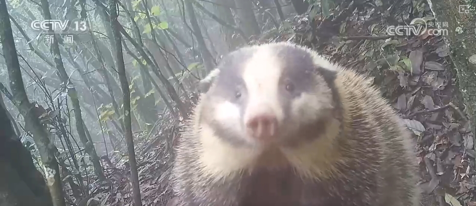 跟著國寶看美麗中國 環境改善珍稀野生小動物種群壯大(圖11)