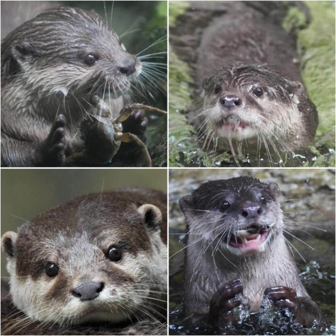 2024呼和浩特大青山野生動物園國慶活動攻略(圖1)