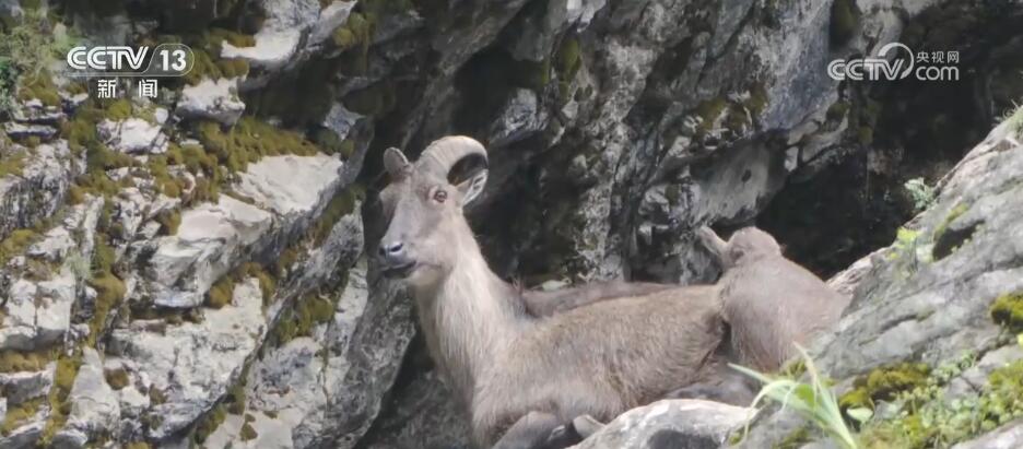 各地珍稀野生動物頻頻“亮相” 美麗的中國到處生機盎然(圖3)