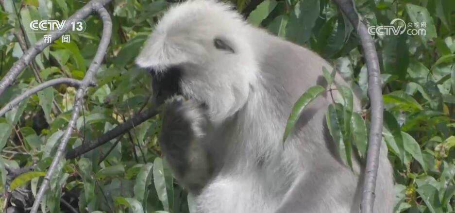 各地珍稀野生動物頻頻“亮相” 美麗的中國到處生機盎然(圖2)