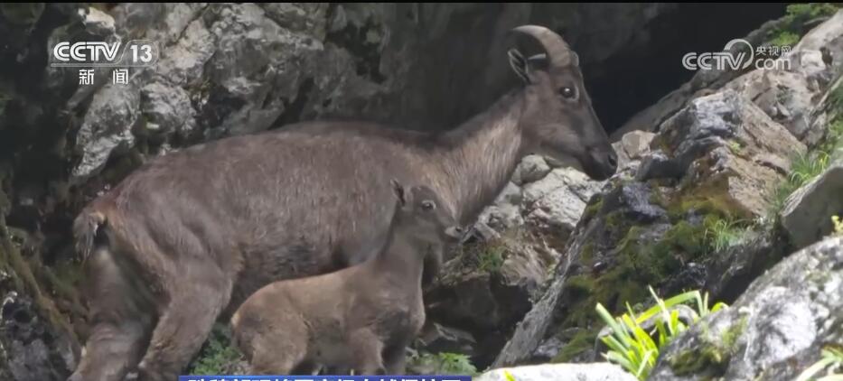 各地珍稀野生動物頻頻“亮相” 美麗的中國到處生機盎然(圖4)