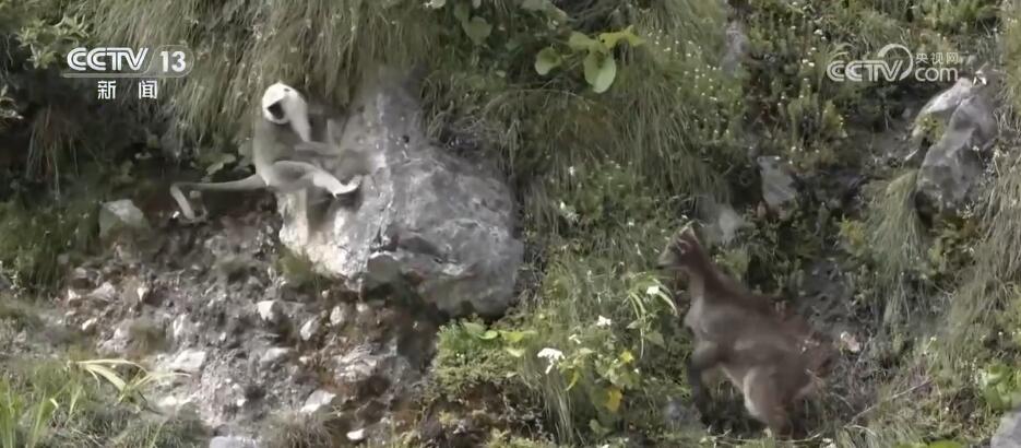 各地珍稀野生動物頻頻“亮相” 美麗的中國到處生機盎然(圖6)