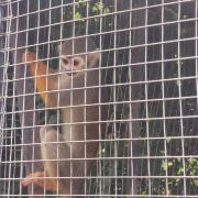 九游娛樂：重慶劃定陸生野生動物 禁獵區和禁獵期范圍(圖1)