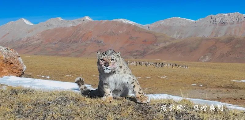 九游娛樂：2024中國野生動物攝影大展：凝固自然之魂傳頌天地之美(圖4)