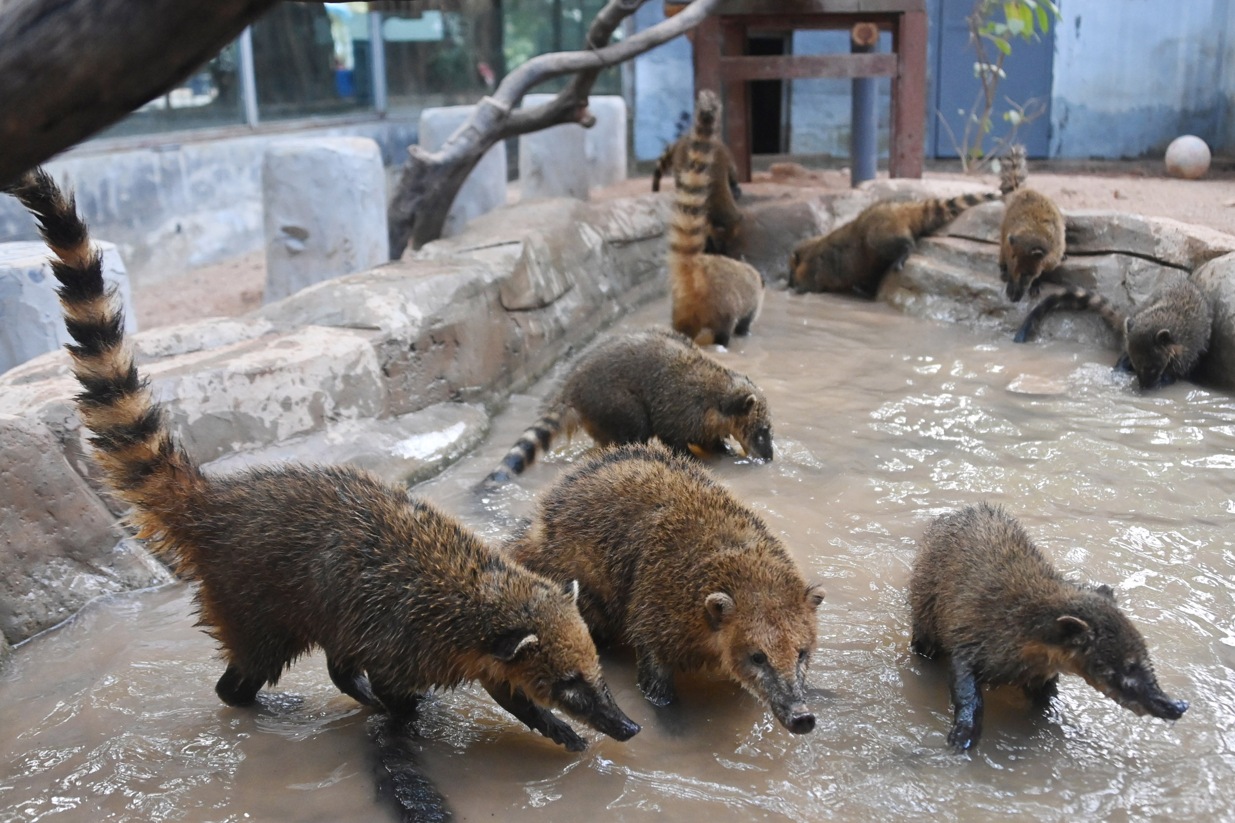 《2024年7月8日轉發人民日報發布我國珍貴、瀕危野生動物種群穩定增長(圖1)