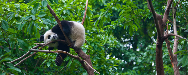 中國珍稀動物有哪些 我國珍稀動物有什么(圖1)