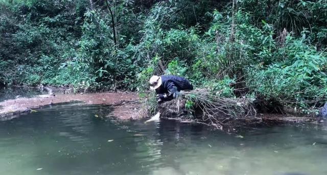 哀牢山爆火：內有大量珍稀野生動物游客涌入引安全警告(圖1)