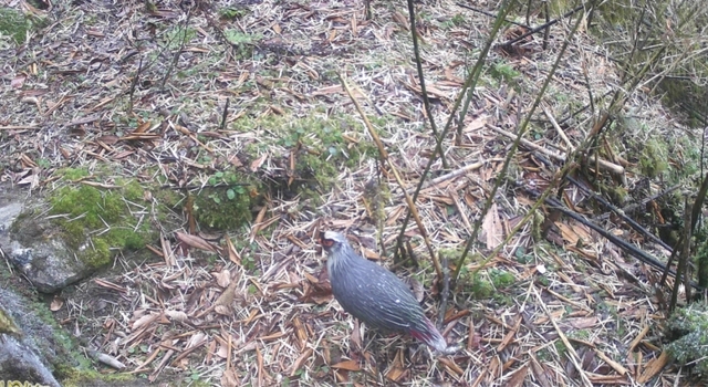 罕見！多種珍稀野生動物“亮相”西藏(圖2)