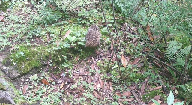 罕見！多種珍稀野生動物“亮相”西藏(圖3)