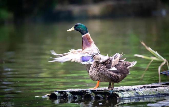 九游app：重慶動物園旅游攻略探秘山城綠寶石親子游玩好去處(圖5)