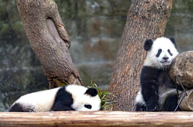 九游app：重慶動物園旅游攻略探秘山城綠寶石親子游玩好去處(圖8)