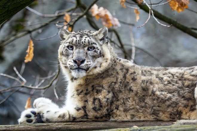 新千年我國最稀有的八種動物云豹再現純種田園犬有滅絕危險(圖1)