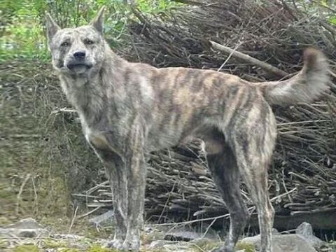 新千年我國最稀有的八種動物云豹再現純種田園犬有滅絕危險(圖8)