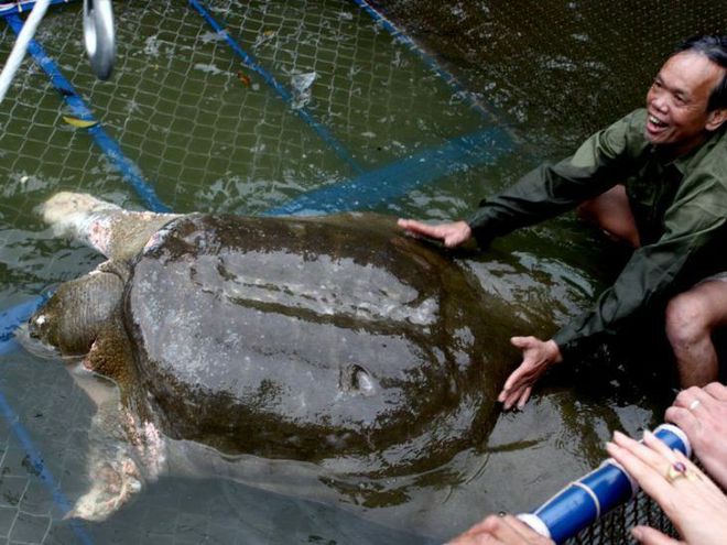 九游娛樂：24種極其珍稀的動物一群美麗的野獸瀕臨滅絕(圖1)