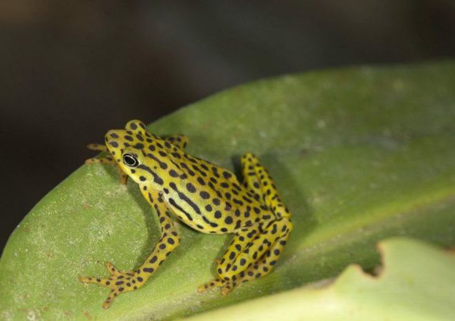 九游娛樂：24種極其珍稀的動物一群美麗的野獸瀕臨滅絕(圖8)