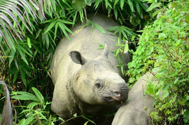 九游娛樂：24種極其珍稀的動物一群美麗的野獸瀕臨滅絕(圖16)