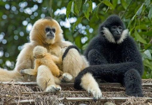 九游娛樂：24種極其珍稀的動物一群美麗的野獸瀕臨滅絕(圖17)