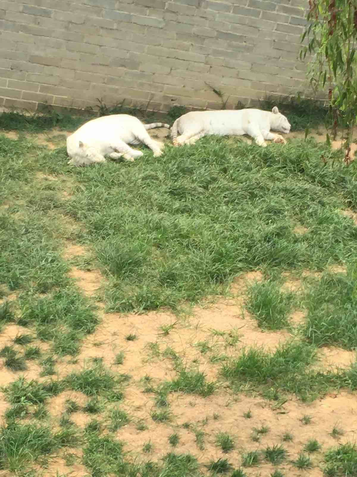 稀有的小動物你認識幾個？只供不還(圖1)