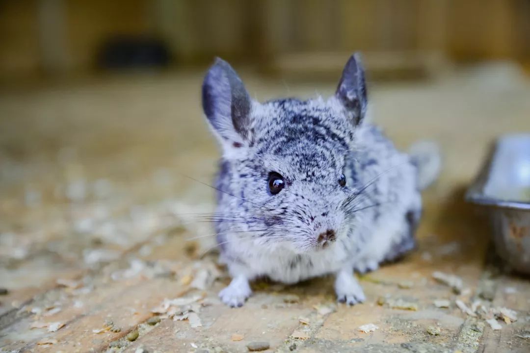 九游娛樂：國際珍稀動物保護 海關與你共同守護(圖1)