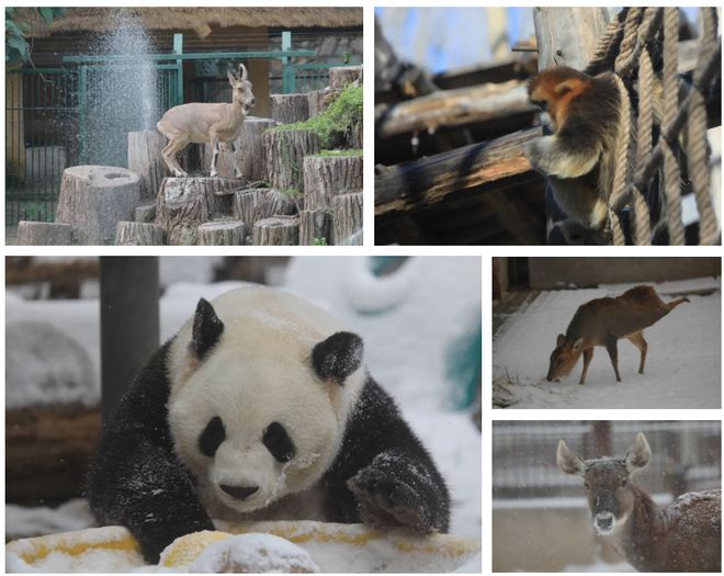 國際珍稀動物保護日 走進北京珍稀動物棲息地(圖1)