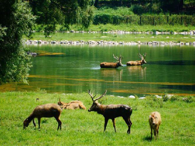 國際珍稀動物保護日 走進北京珍稀動物棲息地(圖3)