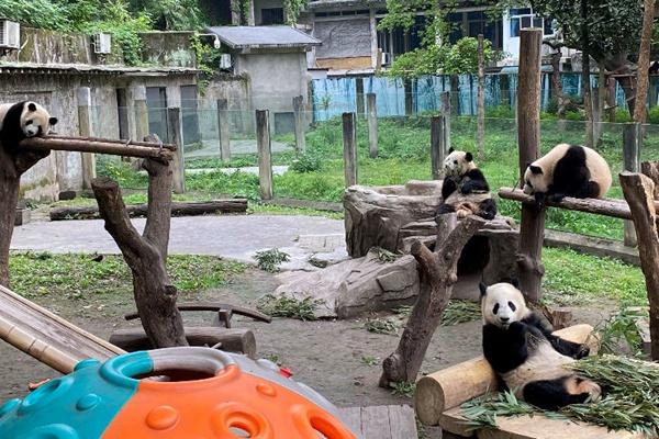 九游娛樂：我國珍稀瀕危物種數量穩中有升(圖1)