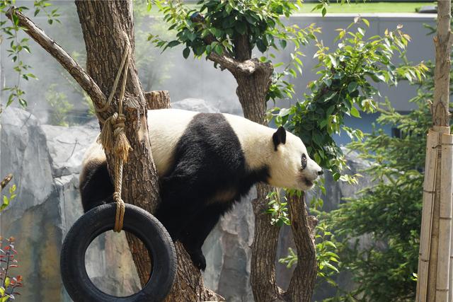 超37萬物種瀕臨滅絕 盤點瀕臨滅絕的珍稀動物 你知道幾個？(圖1)