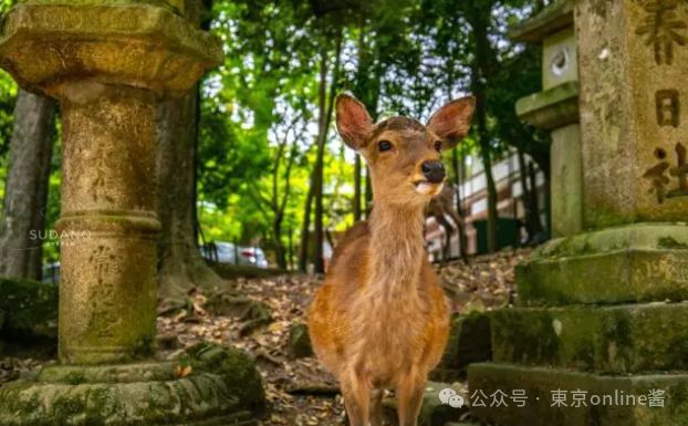 中國女生奈良拍鹿被戳流血忍痛回國治療網友：在外游玩一定要和野生動物保持距離(圖5)