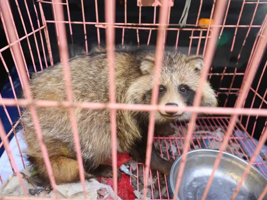 中動協白城護飛隊助力野生動物救助 促進生態和諧(圖2)