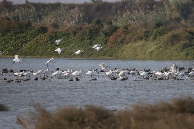 野生脊椎動物增加175種 閩江河口濕地國家級自然保護區公布成立11年來首次科考報告(圖2)