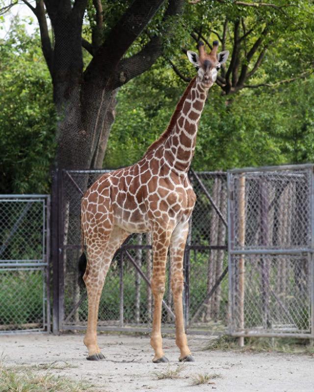 今年以來誕生了5頭長頸鹿寶寶！上海野生動物園長頸鹿五兄妹邀你為它們取名字(圖1)