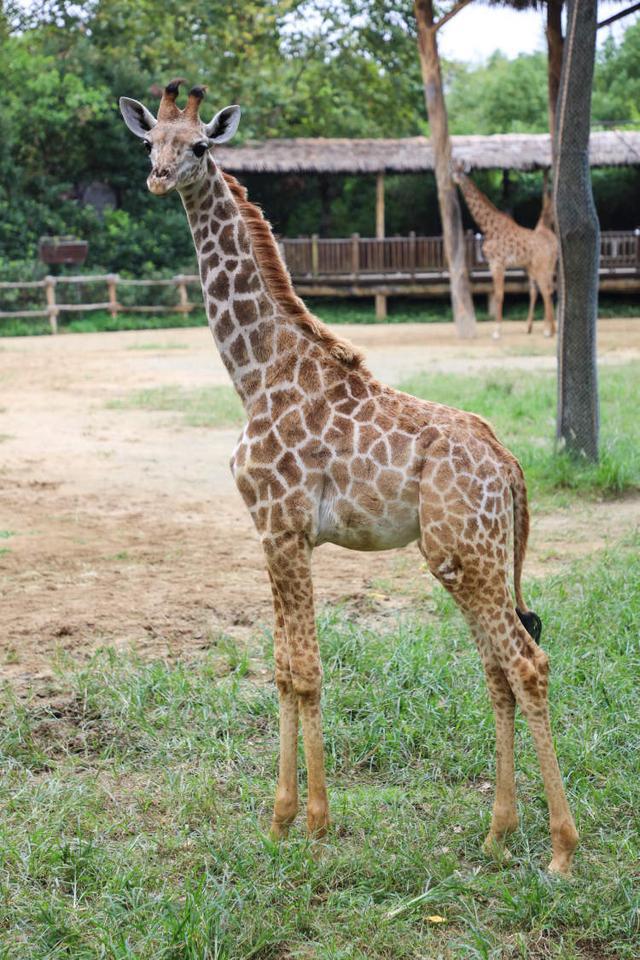 今年以來誕生了5頭長頸鹿寶寶！上海野生動物園長頸鹿五兄妹邀你為它們取名字(圖2)