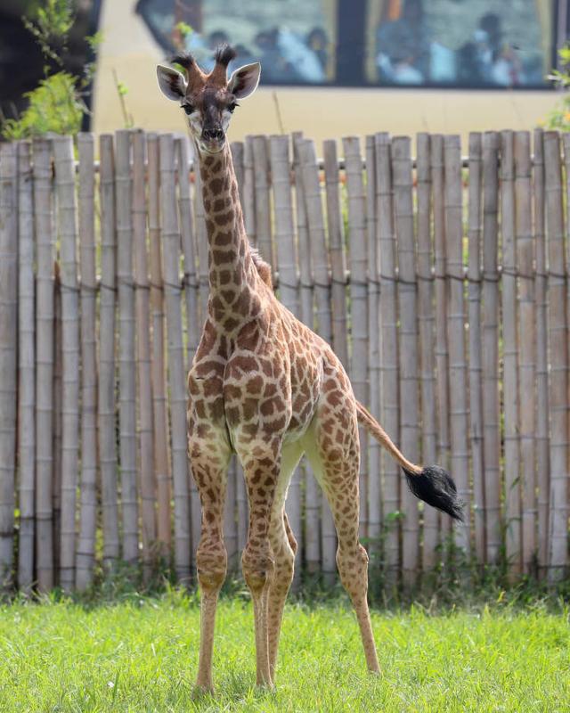 今年以來誕生了5頭長頸鹿寶寶！上海野生動物園長頸鹿五兄妹邀你為它們取名字(圖5)