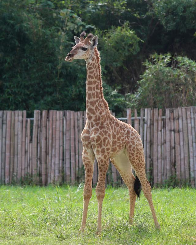 今年以來誕生了5頭長頸鹿寶寶！上海野生動物園長頸鹿五兄妹邀你為它們取名字(圖3)