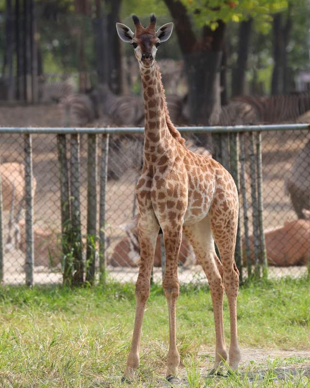 今年以來誕生了5頭長頸鹿寶寶！上海野生動物園長頸鹿五兄妹邀你為它們取名字(圖4)