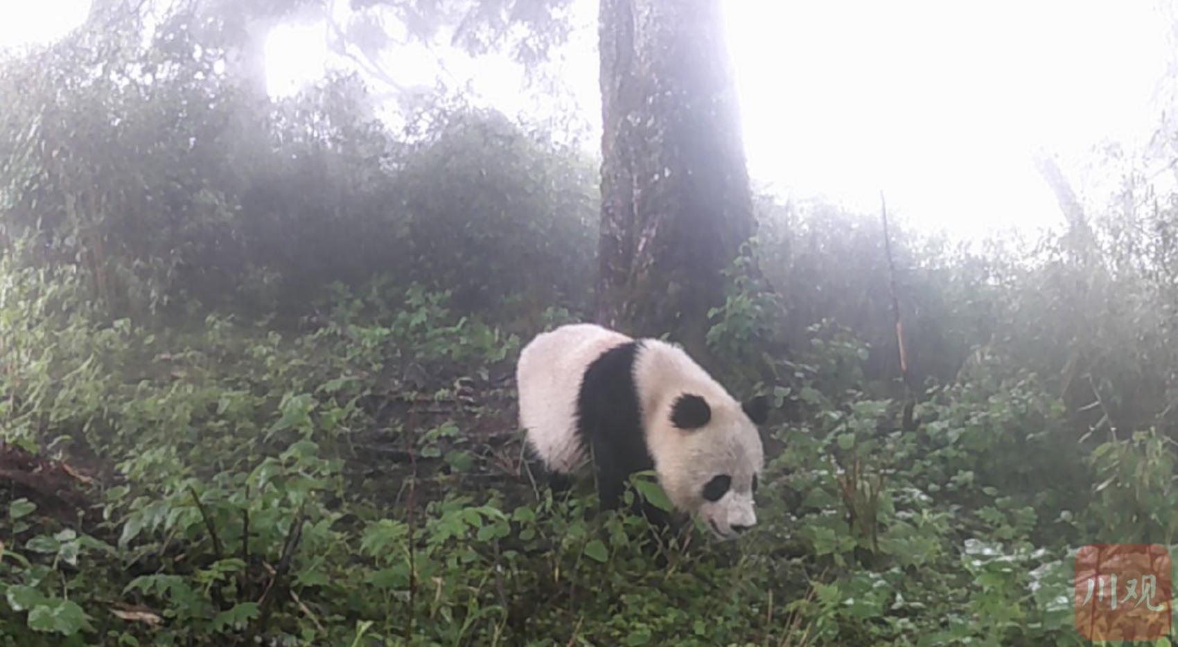 九游娛樂：大熊貓領銜 珍稀動物在松潘頻頻“出鏡”(圖3)