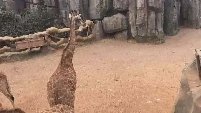 誰撒的滿地都是！云南野生動物園鴕鳥展示區散落萬元現金(圖3)