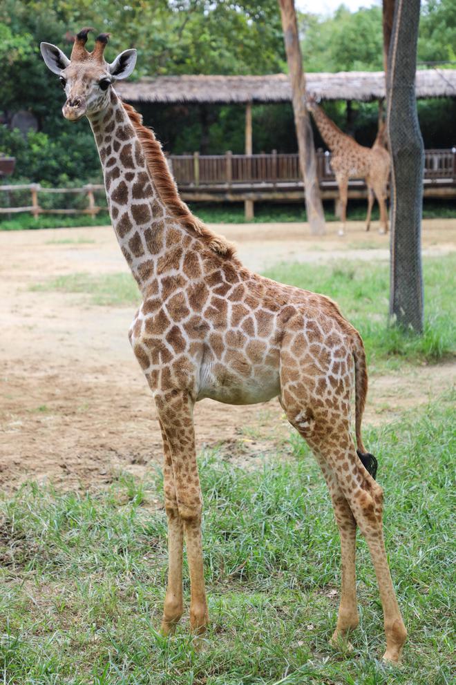 上海野生動物園長頸鹿五兄妹邀你來取名(圖2)