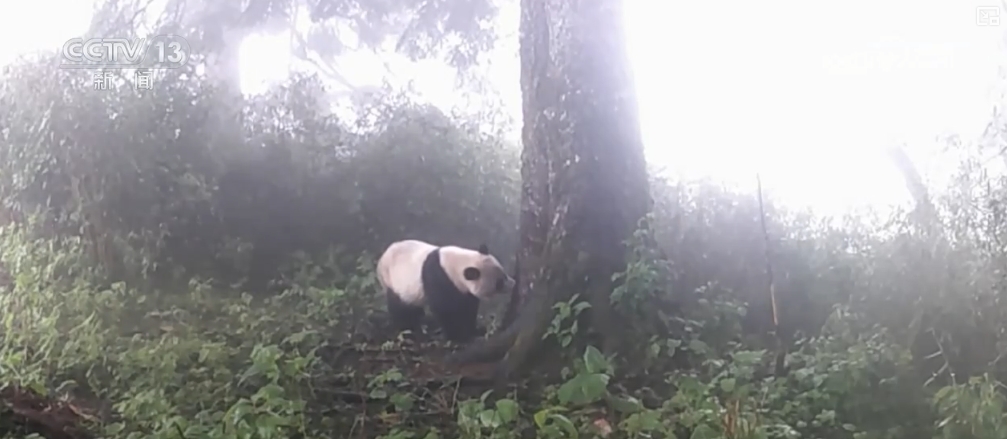 大美中國多姿多彩 鳥兒溪澗嬉戲 “出鏡”野生動物種群增多(圖2)