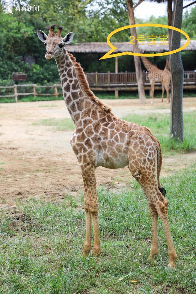 上海野生動物園 五頭新生長頸鹿寶寶等你來取名(圖2)