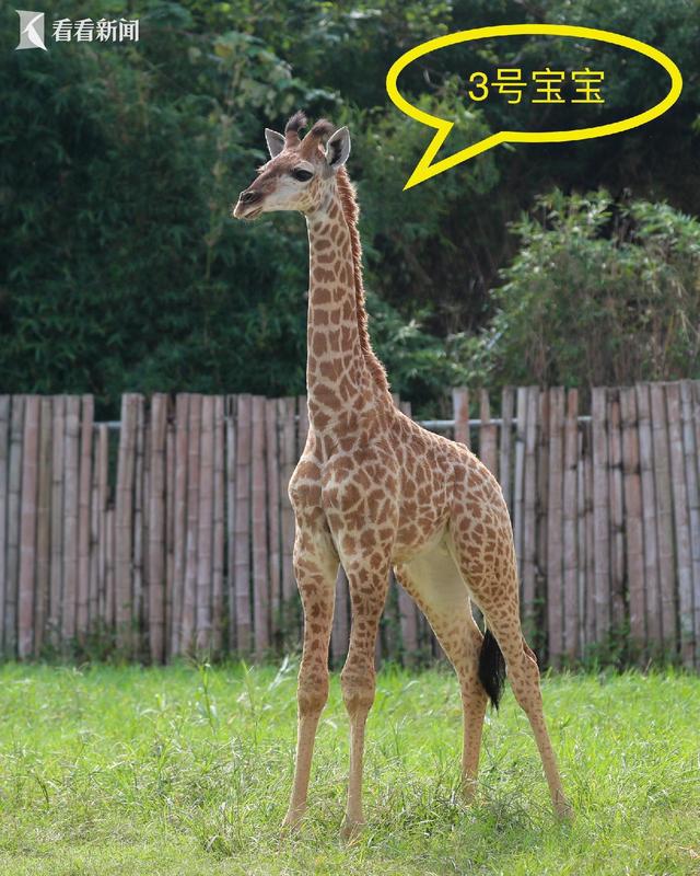 上海野生動物園 五頭新生長頸鹿寶寶等你來取名(圖3)