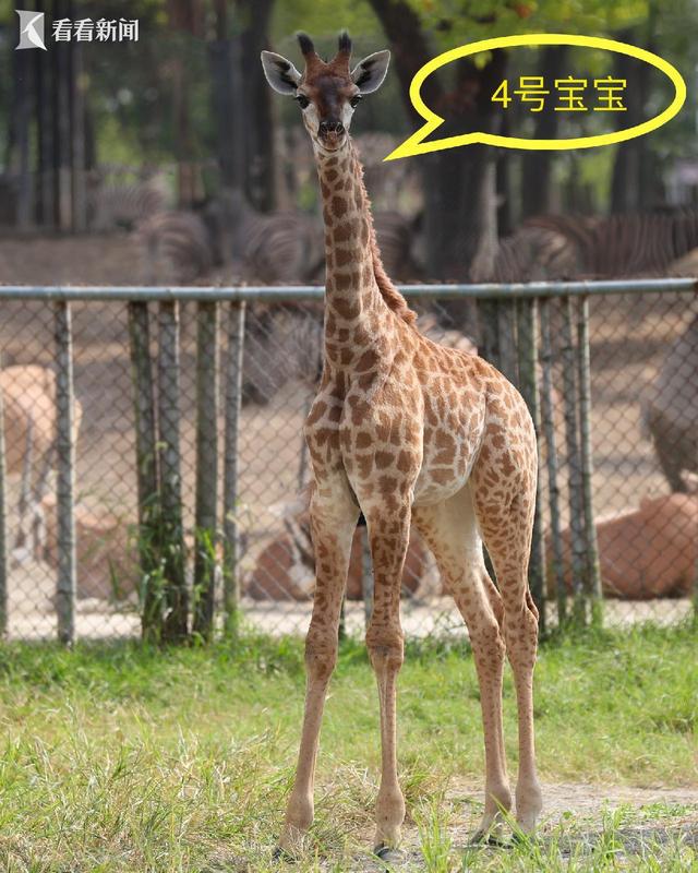 上海野生動物園 五頭新生長頸鹿寶寶等你來取名(圖4)