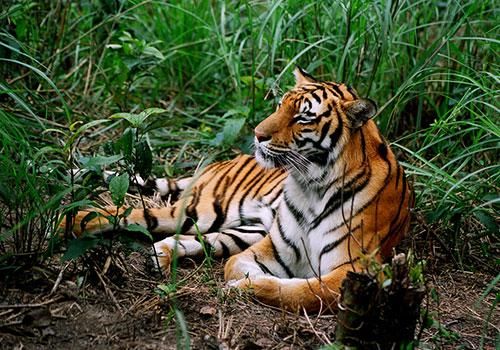 中國十大珍貴保護動物你知道幾種（之二）(圖1)