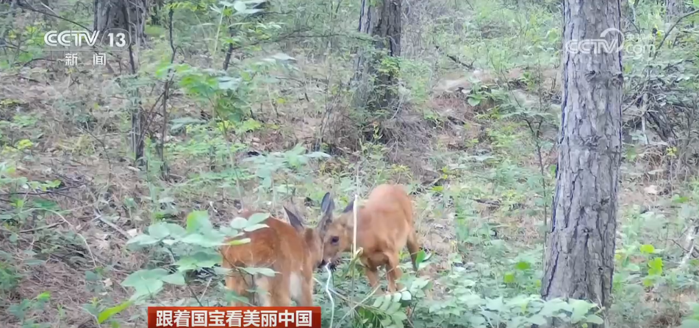 跟著國寶看美麗中國 共筑野生動物保護長城(圖4)