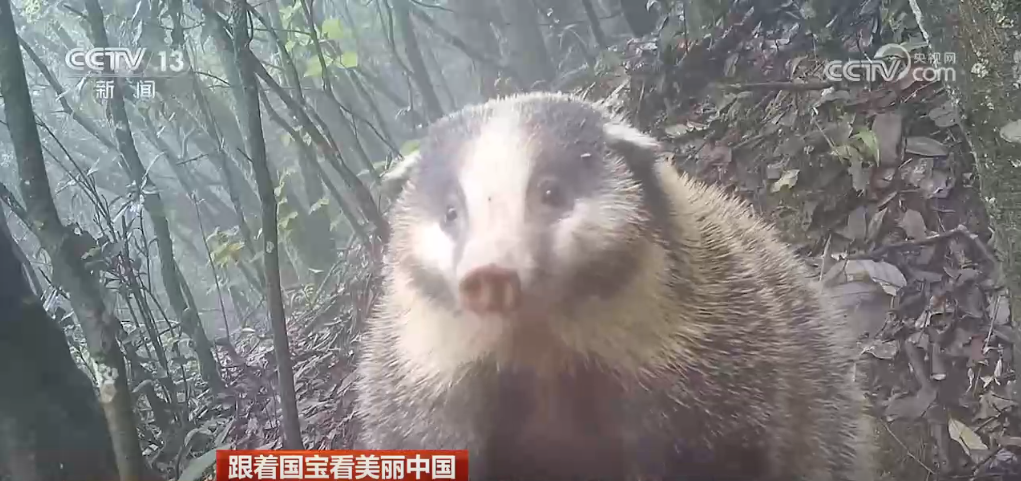 跟著國寶看美麗中國 共筑野生動物保護長城(圖8)