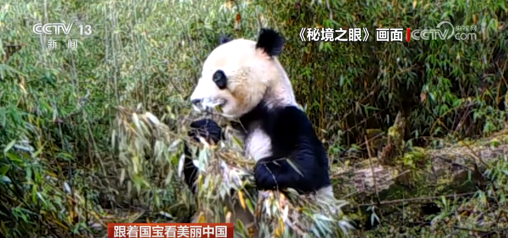 跟著國寶看美麗中國 共筑野生動物保護長城(圖5)